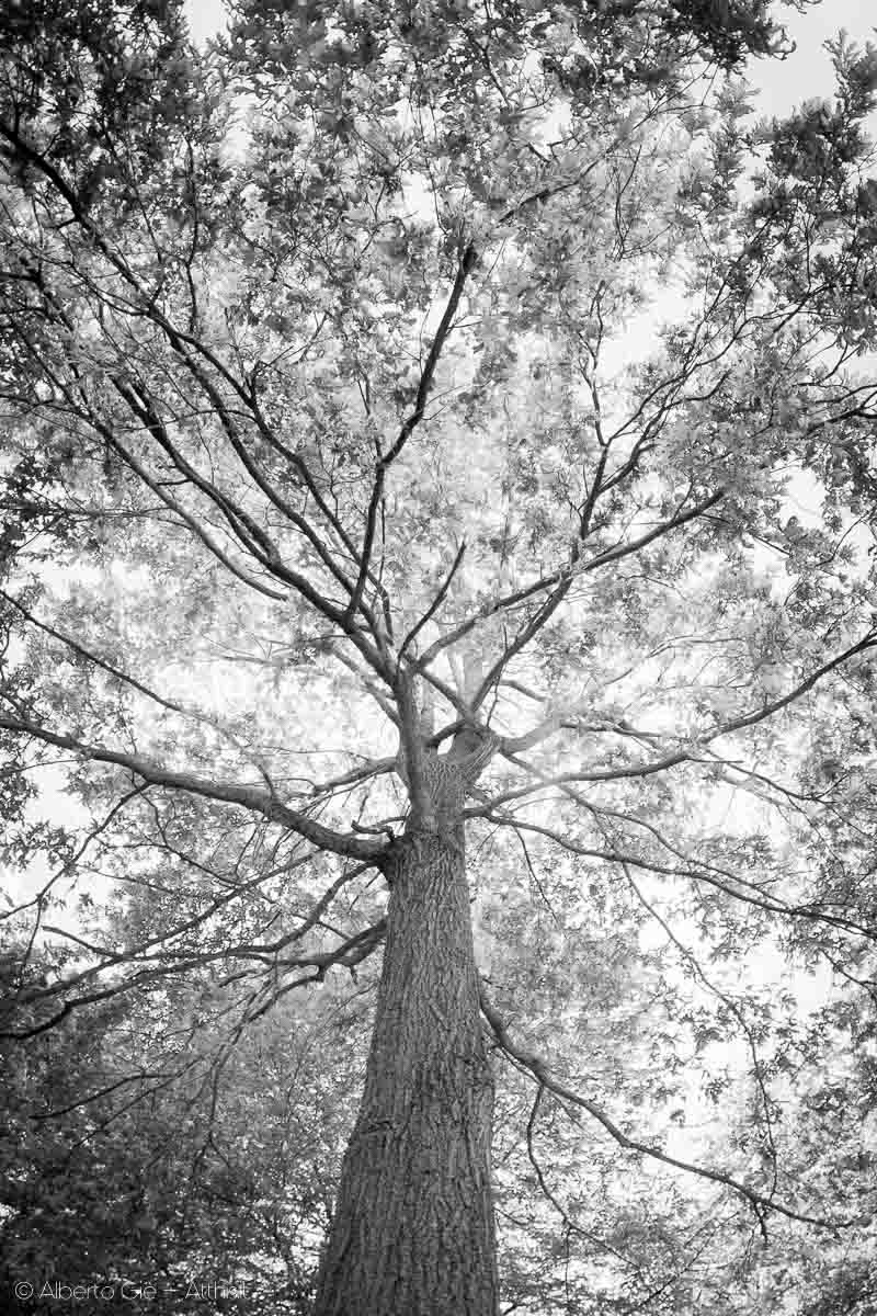 Farnia- Quercus Robur - © Alberto Giè